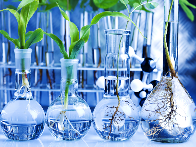 Ciclo biologico di piante in laboratorio